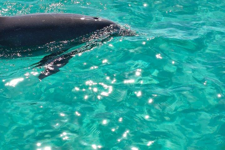 Exciting Private Dolphin Excursion to Shell Island 90 Minutes