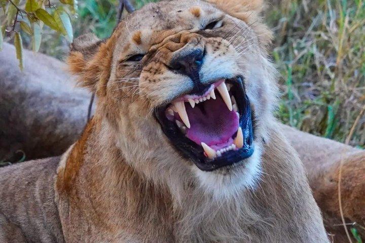 8 Days Uganda Safari including Chimpanzees and Gorillas
