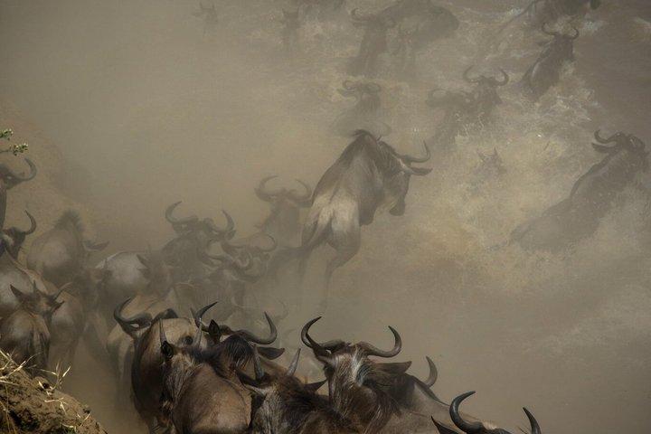 Spectacular Serengeti Migration Safari