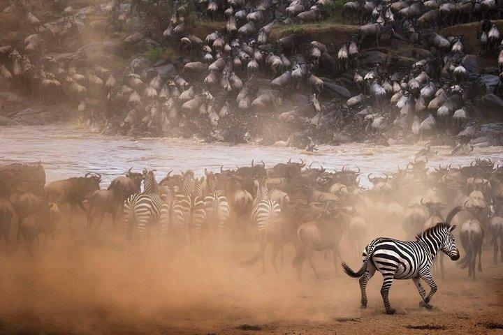 Spectacular Serengeti Migration Safari