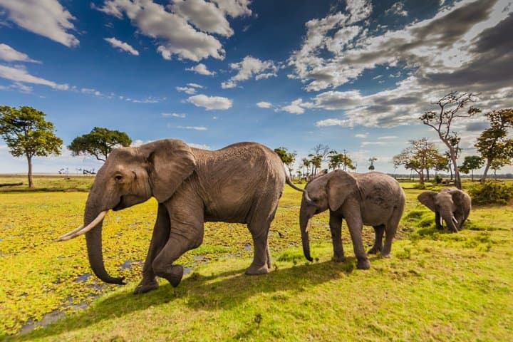 5-Day Masai Mara Lake Nakuru and Naivasha Small-group Safari Tour