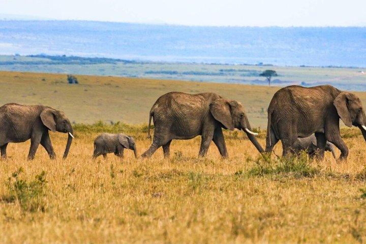 7 Days of Pure Luxury: Masai Mara Wildlife Safari & Diani Beach