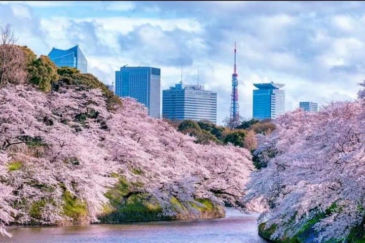 Tokyo Station: Private Transfer To/From Tokyo Hotels