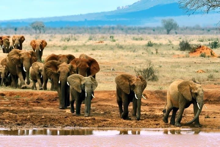 Tsavo East and West, Amboseli 5 Days from Mombasa