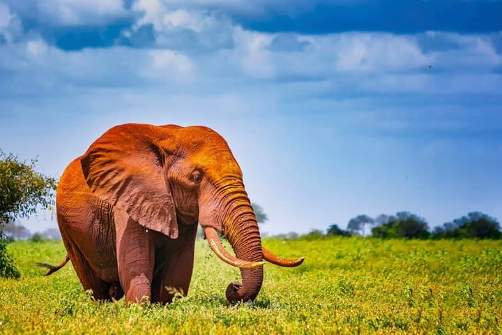 Tsavo East and West, Amboseli 5 Days from Mombasa