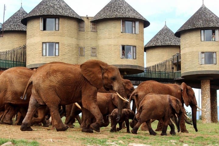 Tsavo East and West, Amboseli 5 Days from Mombasa