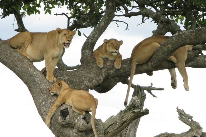 3 Day Luxury Safari in the Heart of Serena Mara