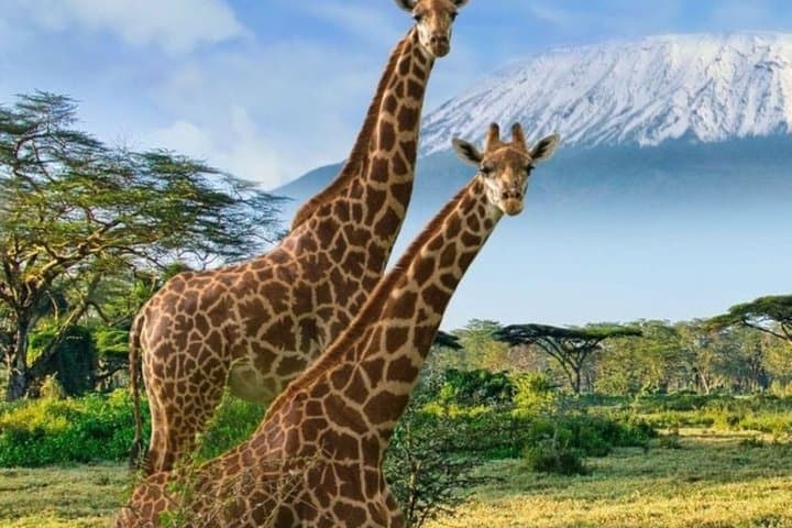 Day Tour to Lake Nakuru National Park from Nairobi