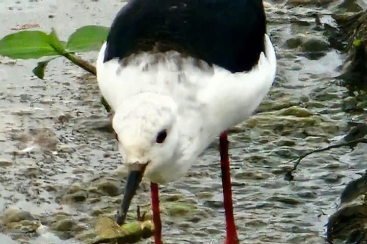 Day Tour to Lake Nakuru National Park from Nairobi
