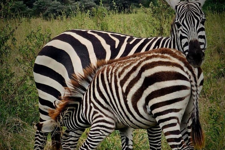 Day Tour to Lake Nakuru National Park from Nairobi