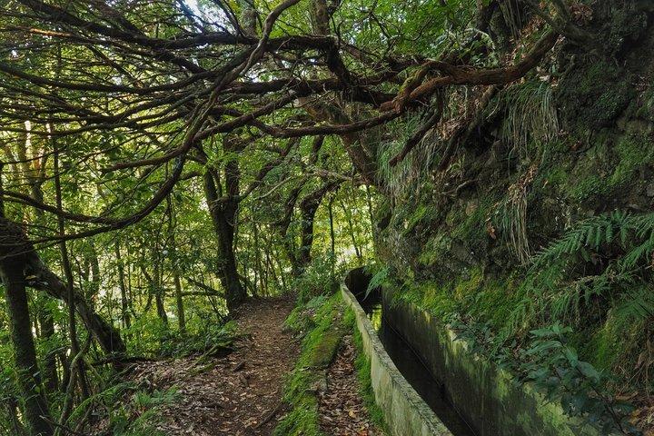 Madeira Private Levada Tour - Laurisilva Forest & Balcões Views
