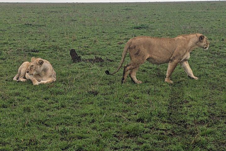 3 Day Serengeti and Ngorongoro Private Safari