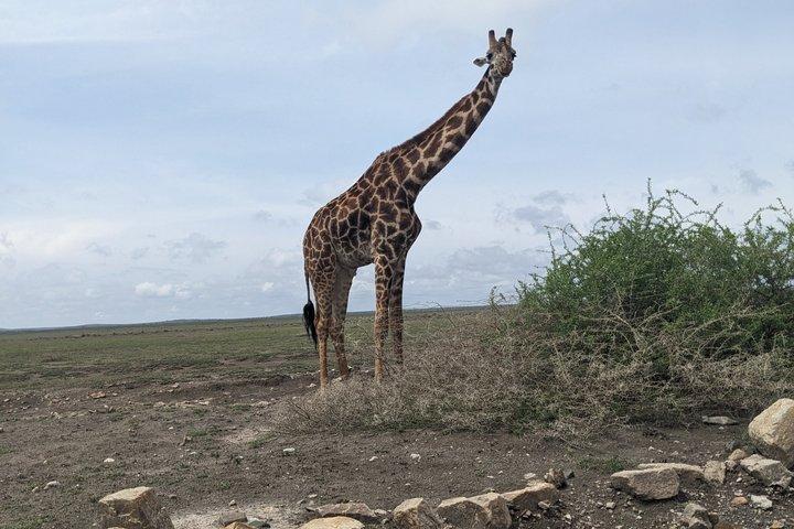 3 Day Serengeti and Ngorongoro Private Safari