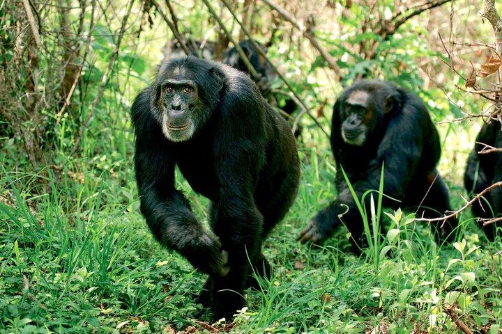 8 Days Famous Kenya Big 5 Private Wildlife Safari
