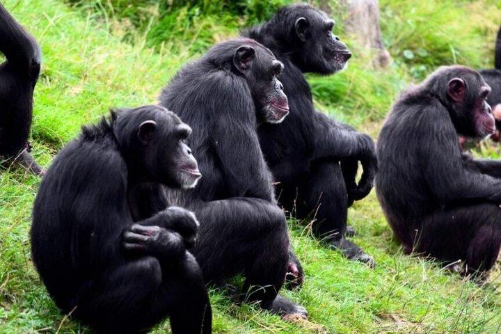 Full Day Ol Pejeta and Chimpanzee Sanctuary Tour from Nairobi
