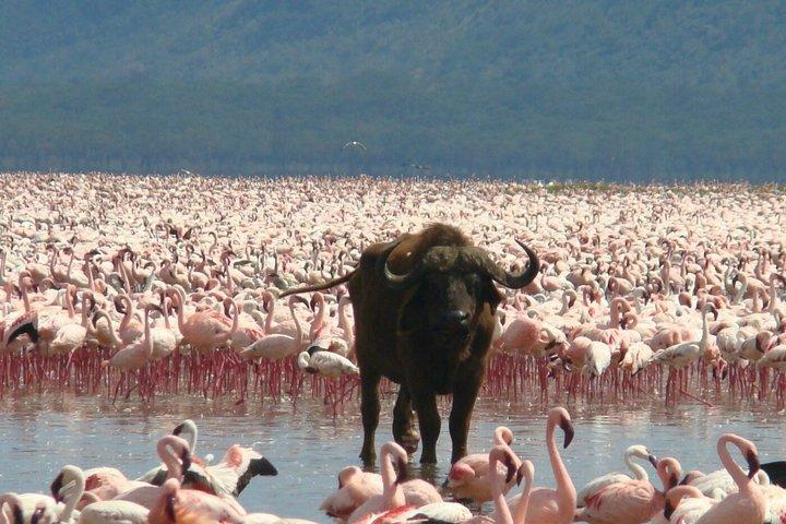 Full-Day Lake Nakuru National Park Guided Tour from Nairobi