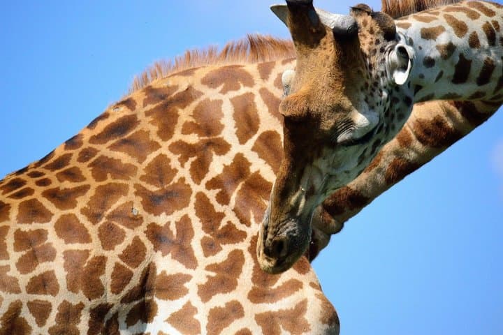 Nairobi City Tour Museums Giraffes Cultural Experiences
