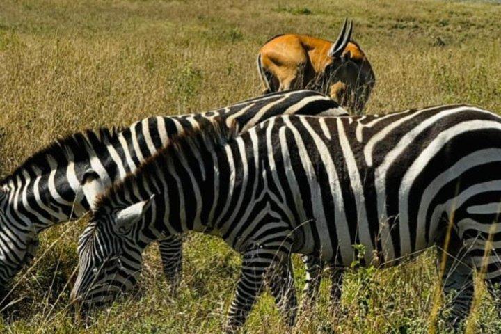 Private Day Tour to Tsavo East National Park from Mombasa