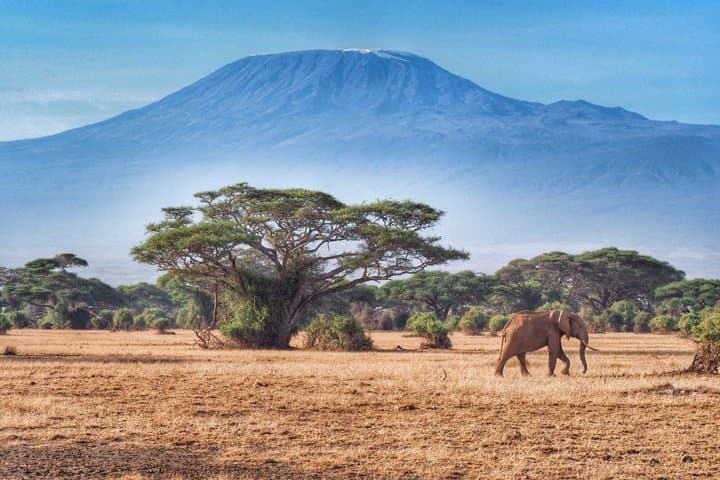 Day Tour To Amboseli National Park From Nairobi