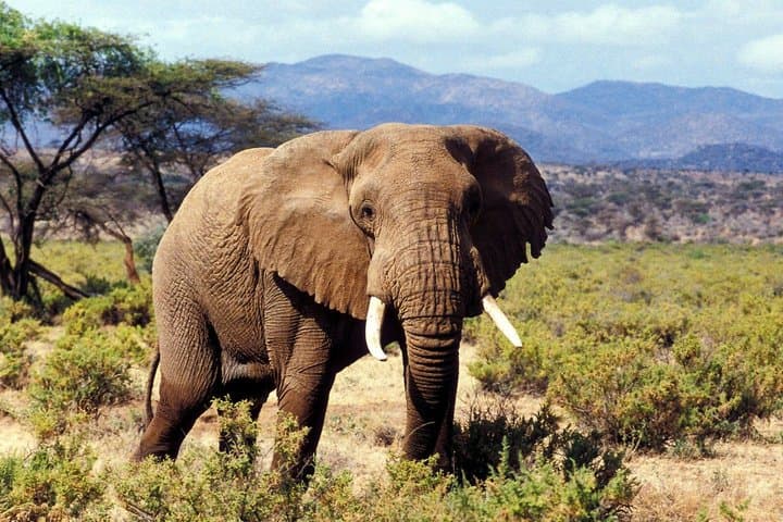 5 Day Meru National Park Samburu Game Reserve and Ol Pejeta