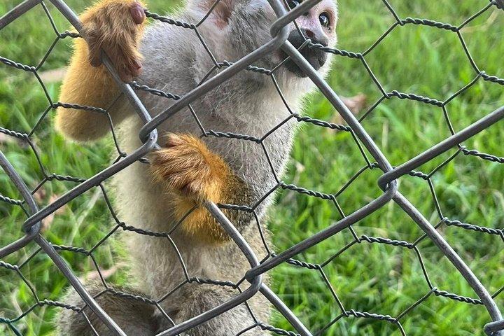 Monkey Tour and 7 Waterfalls Damajagua (Puerto Plata)