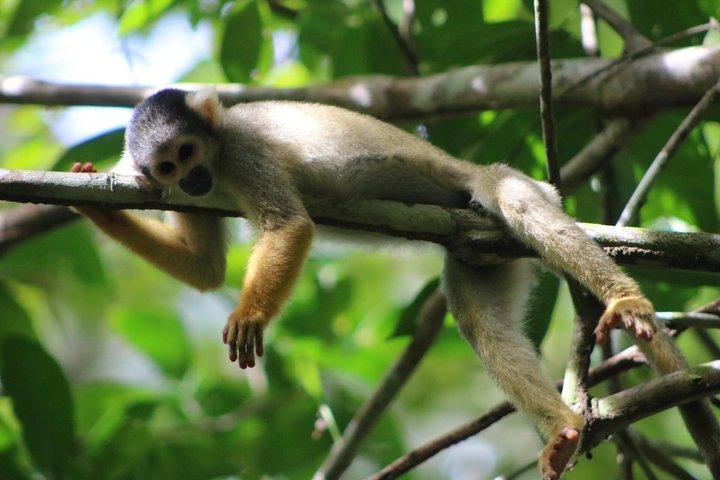boat expedition along the Tambopata River and wild animals