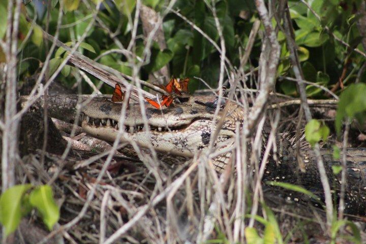 boat expedition along the Tambopata River and wild animals