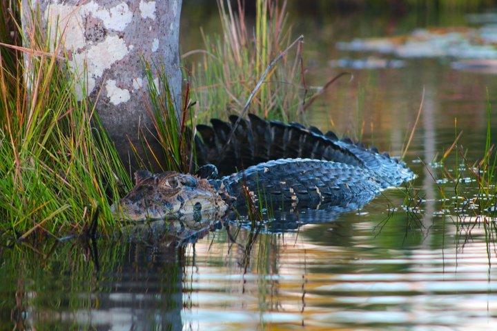 boat expedition along the Tambopata River and wild animals