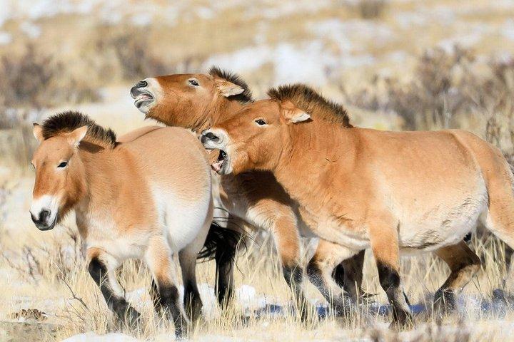 Hustai National Park Day Tour
