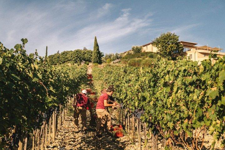 Private Brunello Uncorked: Discover Tuscany’s Iconic Red