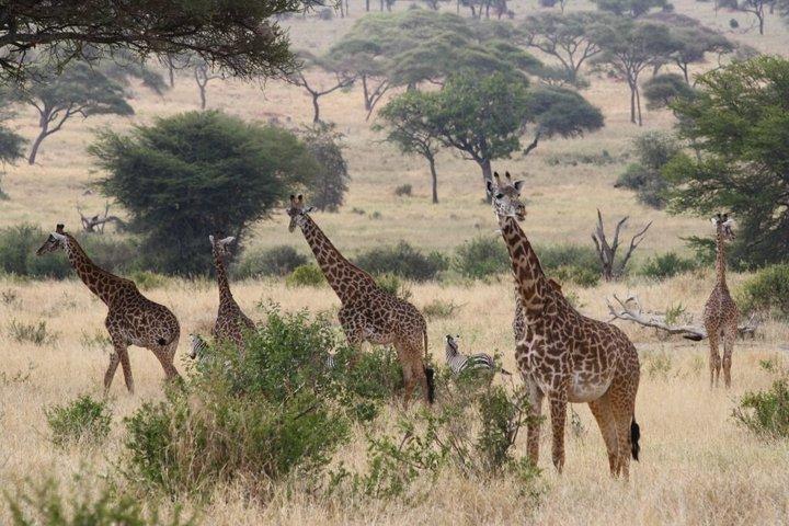 2 Days Tarangire and Ngorongoro Safari