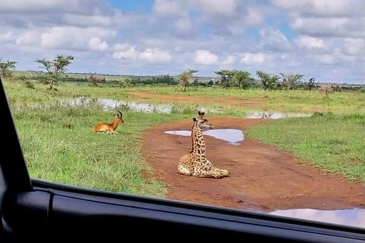 8-Day Private Kenya Safari, Wildlife & Watamu Beach Experience