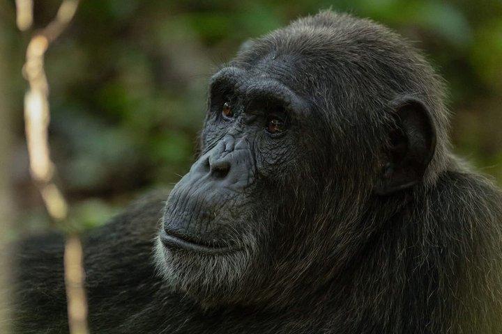 8 Days Uganda Safari including Chimpanzees and Gorillas