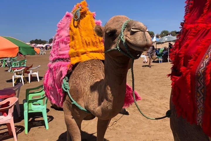 Camel Ride at assilh & tanger