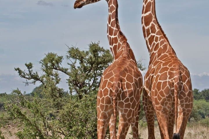 Samburu Game Reserve and Ol Pejeta Conservancy 4 Days Experience
