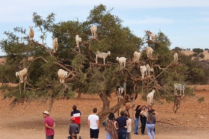 Morning Tour: Souk El Had & Goats Climbing Trees