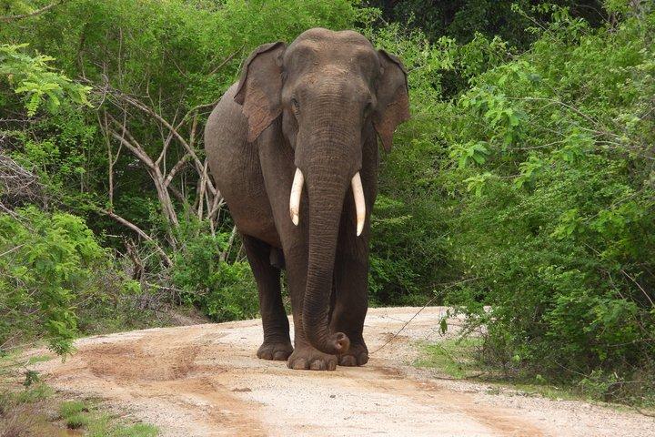 Yala National Park Half-Day Wildlife Jeep Safari by Roshan Safari