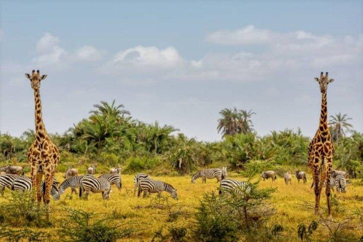 Full day Private Tour of Tsavo East National Park from Mombasa
