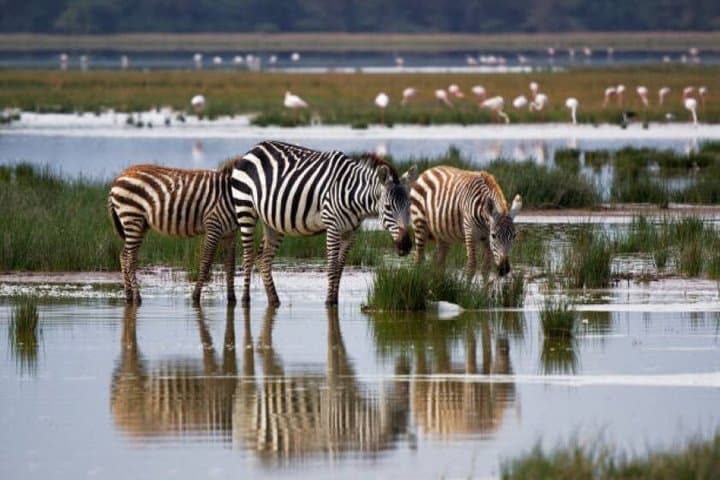 4 days Group Joining safari to Mara and Lake Nakuru National Park