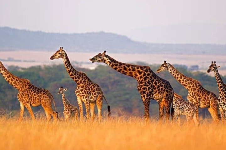 4 days Group Joining safari to Mara and Lake Nakuru National Park