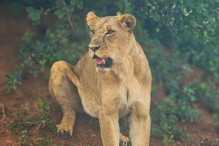 5 Hours Safari to Nairobi National Park.