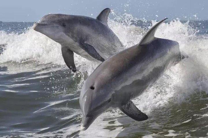 Wild Dolphin Tours and Sunset Cruises in Outer Banks, NC