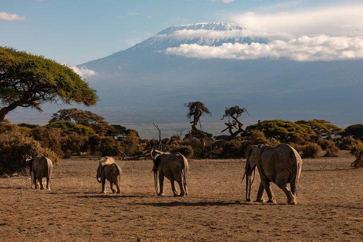 4-Day Amboseli Safari and Diani Beach Escape by SGR from Nairobi