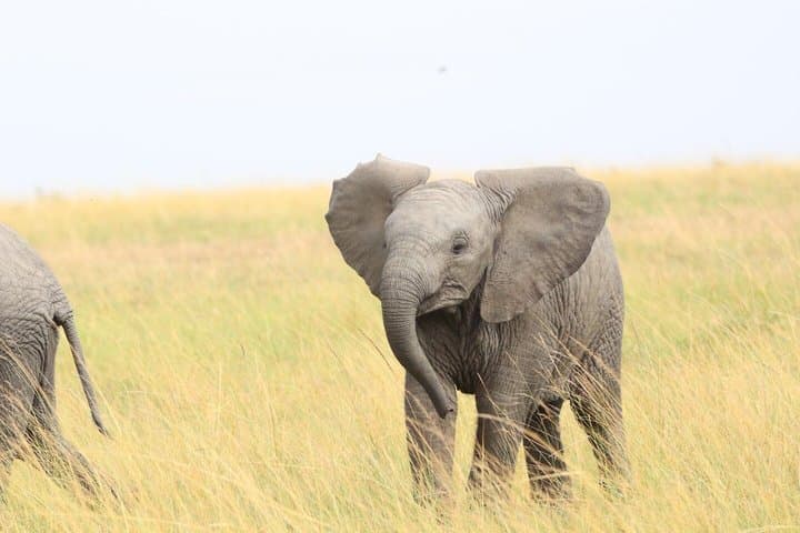 Ol Pejeta Day Tour from Nairobi
