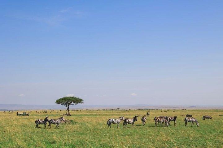 6-Day Masai Mara, Nakuru, Amboseli Safari