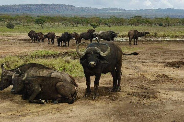 6-Day Masai Mara, Nakuru, Amboseli Safari
