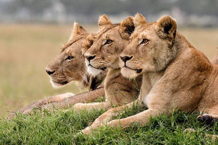 Private Day Tour to Tsavo East National Park from Mombasa