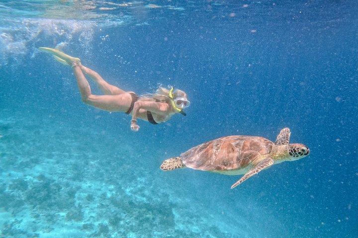 Turtle Snorkeling and Underwater Statues Tour from Gili Air