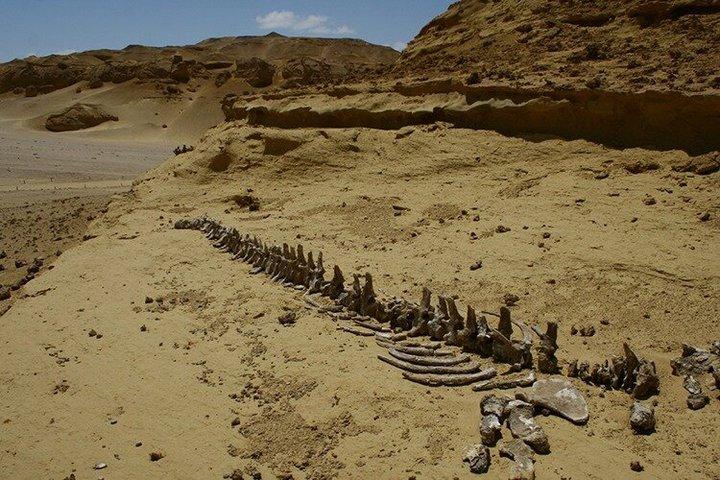 Fayoum Oasis & Waterfalls and 4x4 desert Day Tour from Cairo