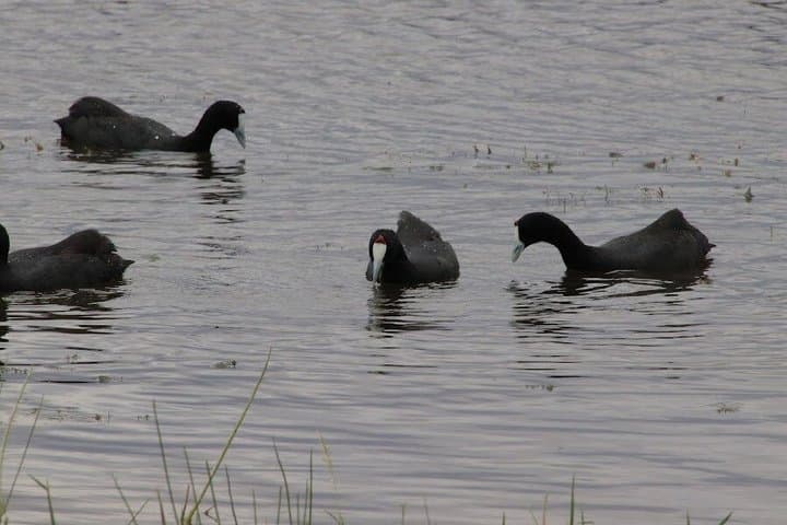Lake Naivasha and Hellsgate day tour from Nairobi